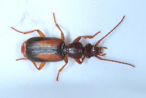 Réf. 189 829 : Polistichus connexus